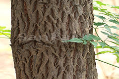 Ziziphus mauritiana var. mauritiana